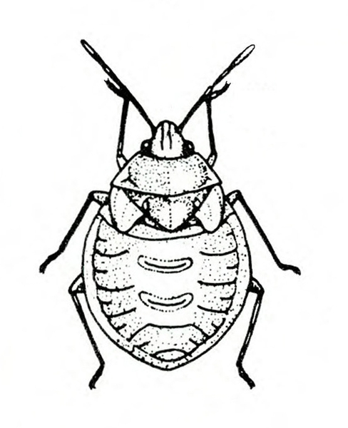 Top view of bug shaped like a pumpkin seed with a pointed head. Shows fine markings on body, three pairs of legs, and two antennae. Black and white line art.