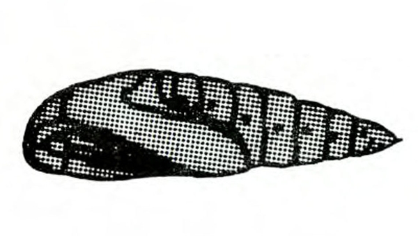 Cylindrical pupa on its side. Black dots on segments are spiracles. Rounded at head end; pointed at tip. Black and white art.