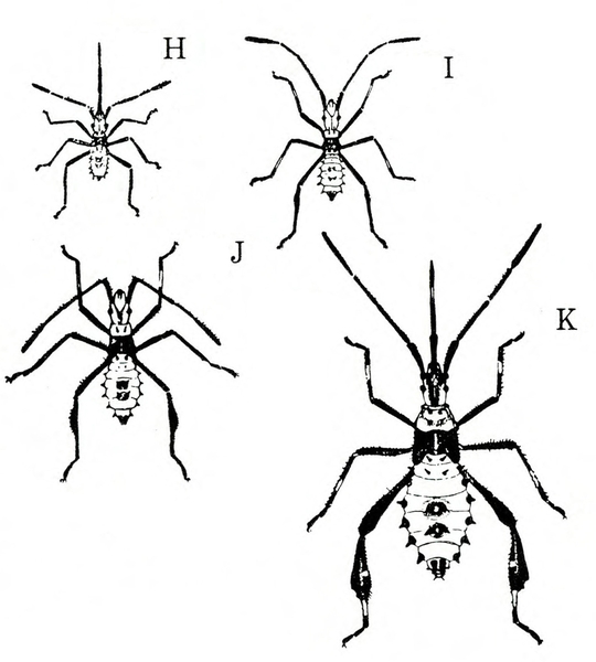 Four nymphs labeled H through K, with H the smallest and K the largest and most mature. Markings most distinct on largest nymph, with wider, flatter back legs.