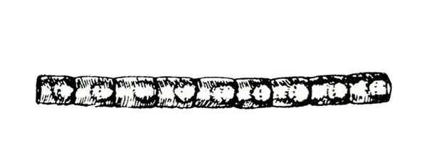 Strand of cylindrical eggs, shown as a long, very slender simple rectangle with vertical divider markings. Black and white art.