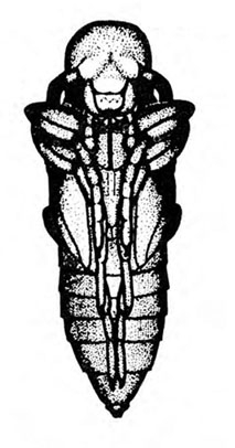 Bottom of slender pupa with face, antennae, legs, and wing pads appressed to its body. Black and white art.