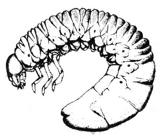 Side of curved grub with downward-pointed head, legs, and body segments with spots (spiracles) at sides, and flat terminal segments. Black and white art.