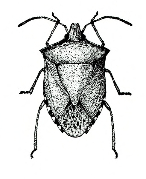 Top view of shield-shaped insect showing six legs and two antennae. Leathery wings folded back over body. Black and white art.