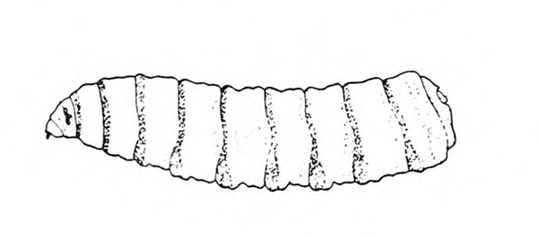 Slender, legless maggot, tapering to a point near head and more rounded at rear. Nine body segments. Black and white art.