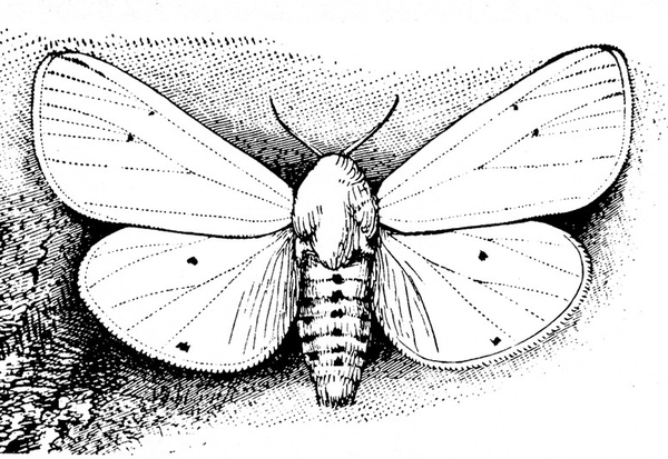 Top view of moth with wings spread. Wings have small dots and faint veins. Fat, slightly tapered, oval body has dark spots along segments. Black and white art.