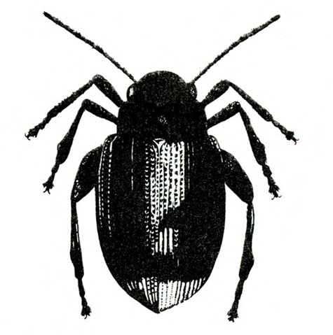 Silhouette of egg-shaped beetle with wings folded back. Top view. Slightly pointed at tip. Hind legs slightly thickened. Black and white art.