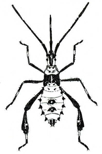 Top view. Spikes around lower body, flattened back legs, and extended tubelike mouthpart with long antennae on either side. Black band across thorax.