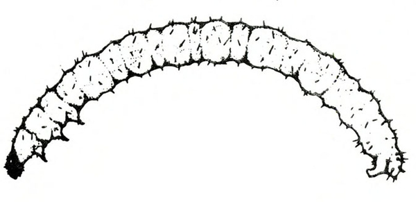Side view of slender, curved, pale grub with small, dark head, three small legs on thorax, and proleg at rear. Short bristles all over body.