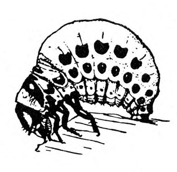 Side view of short, arched grub with two rows of dark spots down side. Black legs and head. Black and white art.