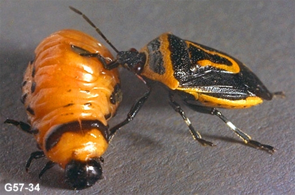 On left, mostly orange Colorado potato beetle grub. At right side of photo, shield-shaped, orange-and-black stink bug with mouthparts piercing side of grub.