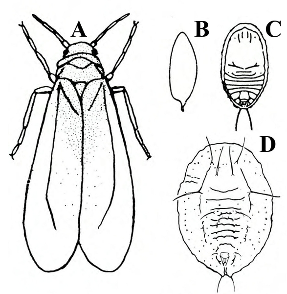 Adult whitefly at left. Single egg at top, center. Crawler at upper right. Older nymph at bottom right. Black and white art.