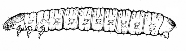 Side view of segmented caterpillar, with three, tiny, clawlike legs under and behind tapered head. Dotted with short hairs and spots. Black and white art.