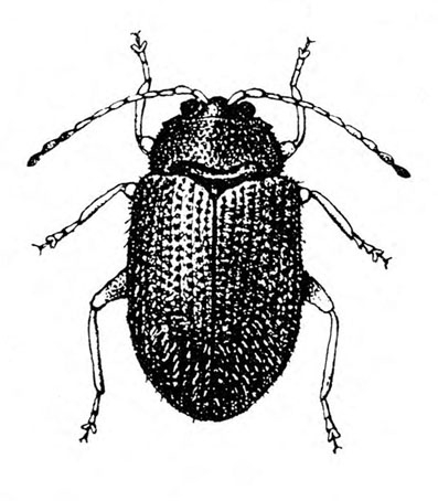 Top view of uniformly dark, oval beetle with six legs, two antennae, and ridged wing covers folded over back. Black and white art.