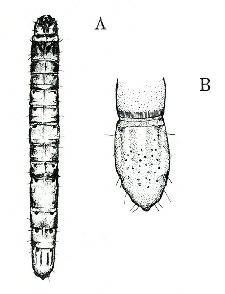 At left, slender, segmented worm, rounded at ends. At right, close-up of last abdominal segment, slightly pointed with tiny hairs. Black and white art.