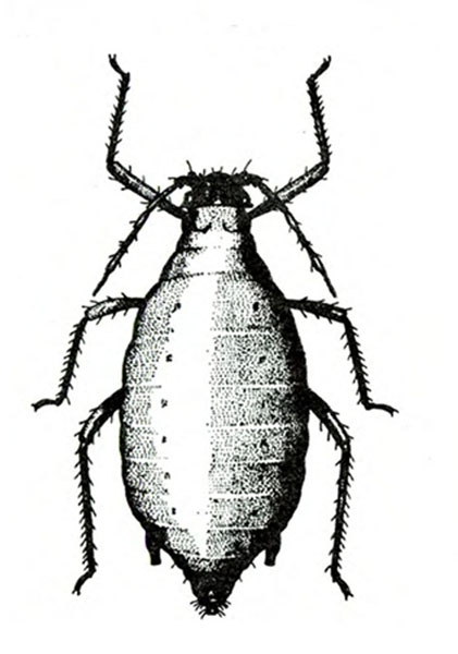 Top view of aphid has grenade shape, with slightly pointed cauda at tip of abdomen flanked by 2 short cornicles. Two dots on each segment. Black and white art.