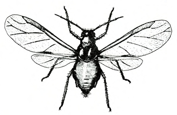 Top view of aphid with veined, transparent wings spread. Body outlined in black. Black legs. Light dots on thorax. Black and white art.
