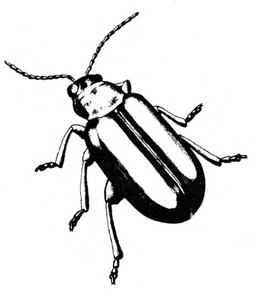 Top view of elongate beetle with six legs, two antennae, and dark wing covers folded. Two light, vertical stripes down middle of each wing. Black and white art.