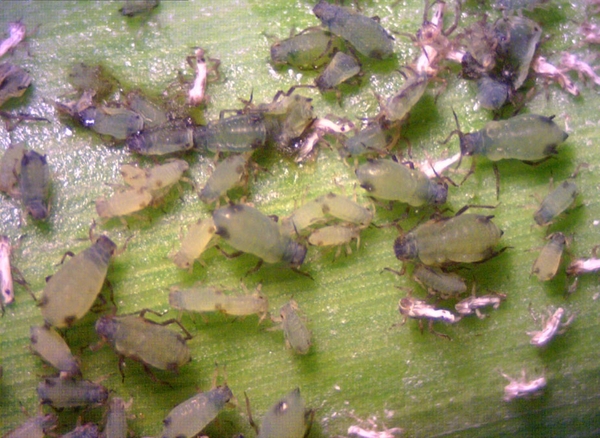 Close-up of several dozen wingless aphids and nymphs of various sizes on corn leaf. Bodies are pale green. Heads, legs, cornicles, and caudae appear purplish.