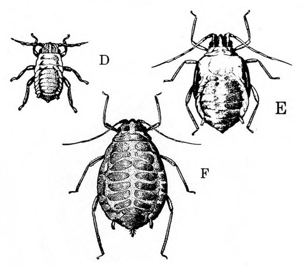 Three nymphs. Upper left, D, is small with slender body. Upper right, E, is oval. Bottom, F, is pear-shaped with cauda and cornicles visible and long back legs.