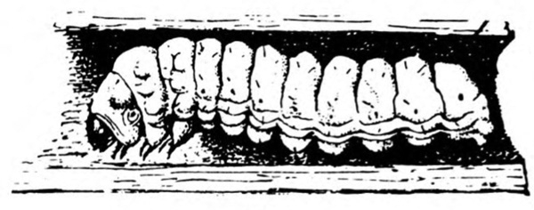 Stem, cut lengthwise to reveal borer inside. Fat, wrinkled body with tiny, dark, downward-pointed head and dots on outer edges of segments. Black and white art.