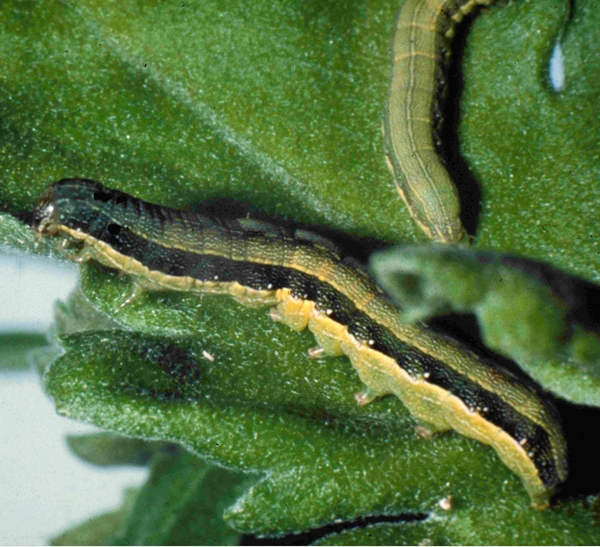 Leaf with smooth, yellowish-green caterpillar with wide, dark line down left side of body. Portion of a smaller, uniformly light-green larva at upper right.