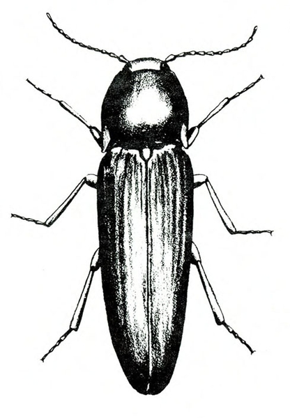 Top view. Glossy, dark, elongate body with rounded head. Pair of slender outer wing covers folded back. Six long, jointed legs. Two long antennae.