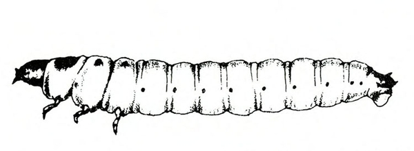 Side view of larva tapered at head and rear. Dark spot on first segment behind head and three legs underneath. Row of dark dots down side. Black and white art.