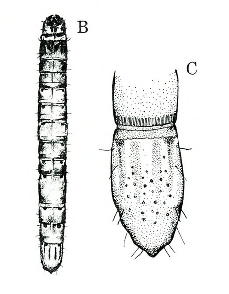 At left, slender, segmented worm, rounded at ends. At right, close-up of last abdominal segment, slightly pointed with tiny hairs. Black and white art.