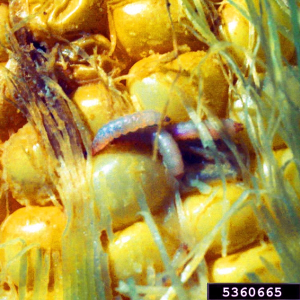 Several small, pale larvae crawling on yellow corn kernels partially obscured by green silks.