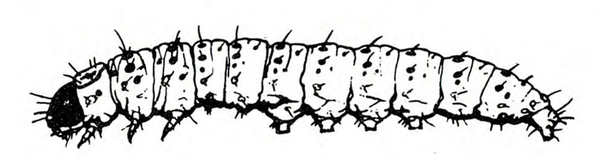 Side view of caterpillar’s extended tubular body, showing legs and prolegs, dark head, and delicate bristles on body. Abdomen tapered. Black and white art.