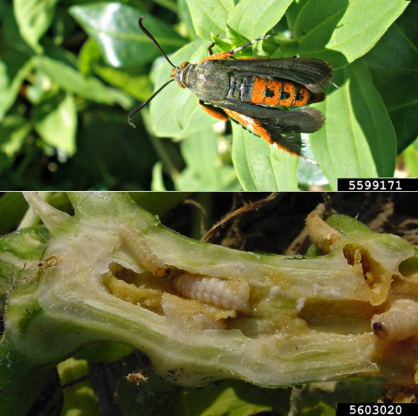 Moth with wings at rest, at top. Black wings and three black spots on orange body. Below is a stem cut lengthwise, revealing whitish grubs with brown heads.