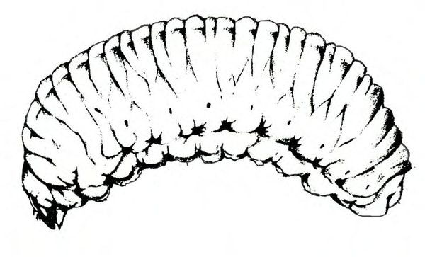 Side view of very fat, wrinkled, slightly curved grub with downward-pointed head. Black and white art.