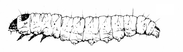 Side of caterpillar with pointed black head and three black, thornlike legs under body near head. Black spot on top of segment behind head. Black and white art.