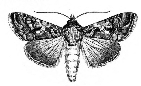 Top view with wings spread. Forewings dark with delicate geometric patterns. Distinct white mark shown. Hind wings lighter with dark veins. Black and white art.