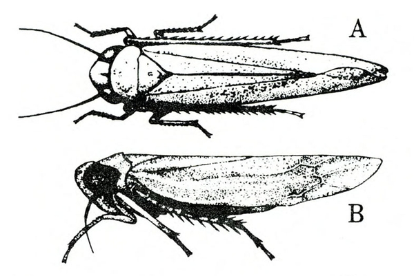 Top view of narrow insect with wings folded, showing three pairs of legs and two antennae. Side view shows wing venation. Black and white art.