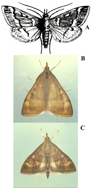 Three views. At top, black-and-white drawing shows wings spread. Two photos below show moths with yellowish-tan wings folded back in tent shape. Male at bottom.