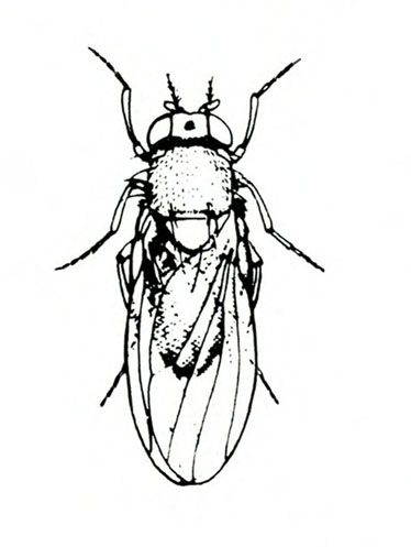 Top view of slender fly with thin, transparent wings folded across back. Black and white art.