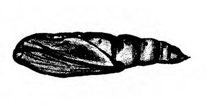 Dark, conical pupa on side. Wing pads appressed to body at wider end, at left. A few abdominal segments visible near pointed tip at right. Black and white art.