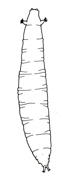 Narrow, elliptical larva with two spiracles on either side near the head and two spiracles protruding from the rear in a V shape. Black and white line art.