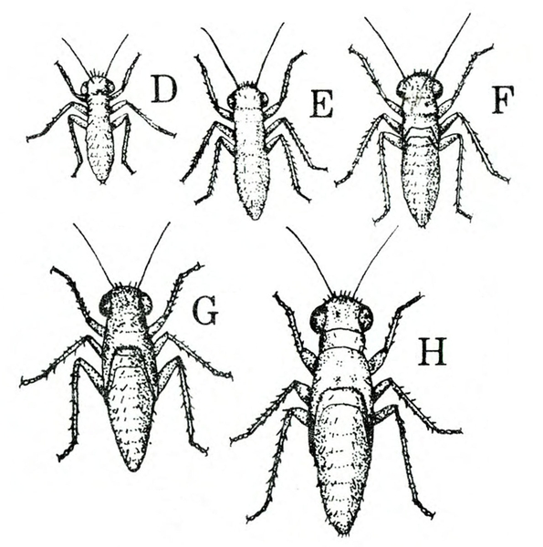 Five wingless nymphs, each progressively wider and longer. Smallest labeled D. Largest labeled H. Six bristled legs. Eyes on either side of head.