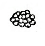 Cluster of 17 overlapping disk-shaped, plain eggs. Black and white line art.