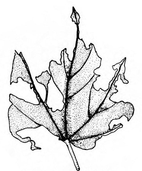 Single leaf, heavily eaten between veins. Most of outer margins missing. Black and white art.