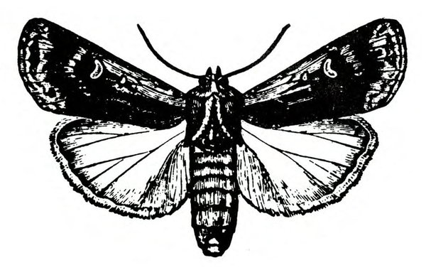 Top view of moth with wings spread. Forewings shaded dark. Hind wings lighter, with venation and outlined margins. Segmented abdomen is U-shaped at tip.