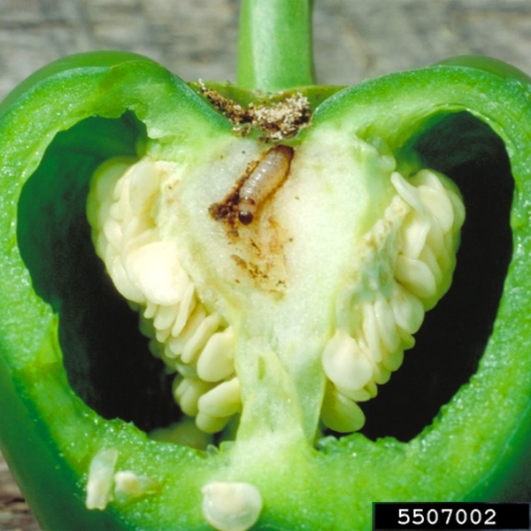 Green bell pepper dissected to show small cream-colored larva with tiny, dark head feeding on the white pith. Tan frass obscuring entrance hole at stem end.