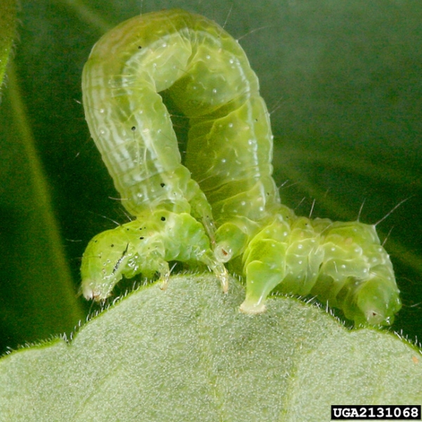 Close-up of mostly green caterpillar. Side view. Most of body arched upward in closed loop shape. Several front legs and abdominal proleg grasping edge of leaf.