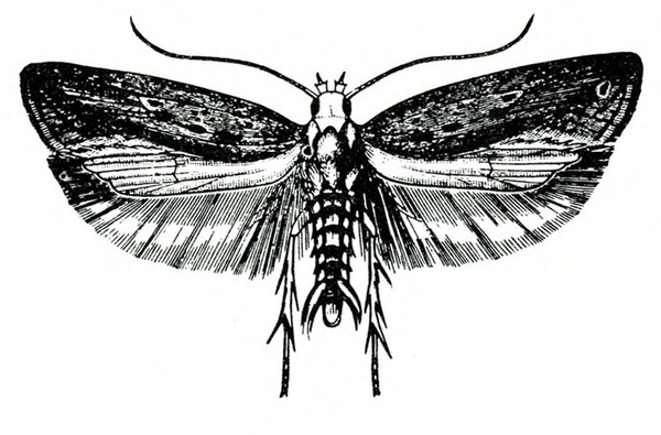 Top view of moth with wings spread. Prominently fringed lower hind wings. Forewings darker and spotted. Heavily bristled back legs. Black and white art.