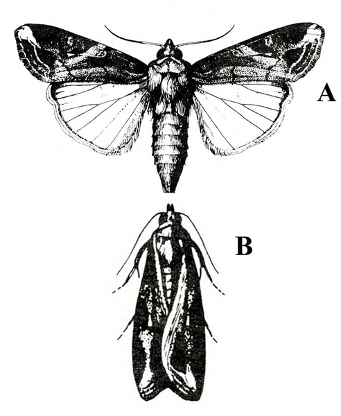 Moth at top has spread, dark forewings with light spots near tips and pale, veined hind wings. Moth below has wings folded and overlapping. Black and white art.