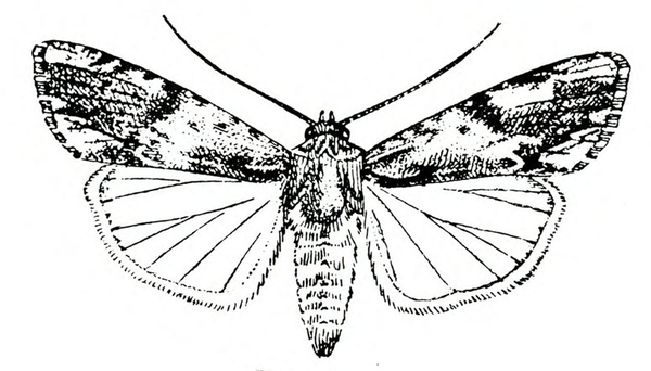 Top view of moth with wings spread. Forewings have mottled markings. Hind wings are light with dark veins and outlined margins. Black and white art.