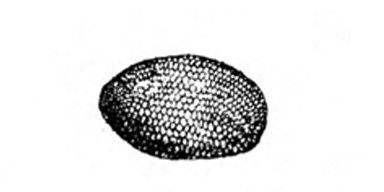 Bean-shaped egg with mottled texture. Black and white art.