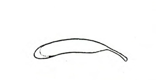 Pale, slender egg slightly bent with a very skinny extension about one third the total length at one end. Black and white line art.